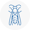 Yeovil Wasp Nest Removal